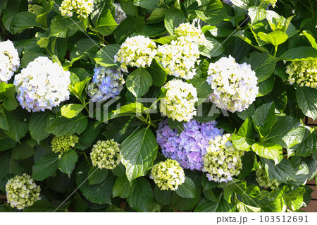 【アジサイ】公園での休憩場所に咲く花 【アジサイ】公園での休憩場所に咲く花 103512691