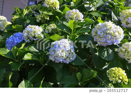 【アジサイ】公園での休憩場所に咲く花 【アジサイ】公園での休憩場所に咲く花 103512717