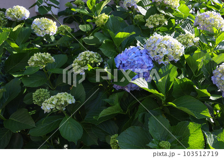 【アジサイ】公園での休憩場所に咲く花 【アジサイ】公園での休憩場所に咲く花 103512719