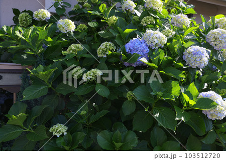 【アジサイ】公園での休憩場所に咲く花 【アジサイ】公園での休憩場所に咲く花 103512720