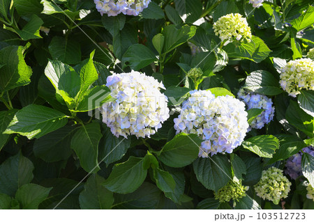【アジサイ】公園での休憩場所に咲く花 【アジサイ】公園での休憩場所に咲く花 103512723