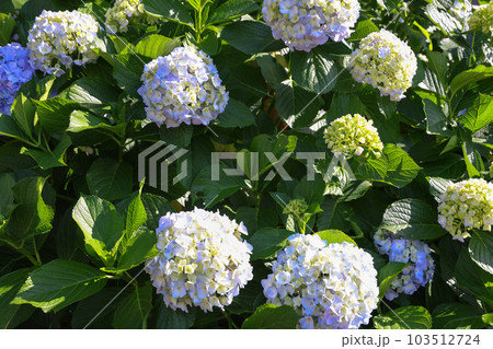 【アジサイ】公園での休憩場所に咲く花 【アジサイ】公園での休憩場所に咲く花 103512724