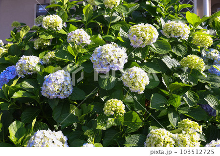 【アジサイ】公園での休憩場所に咲く花 【アジサイ】公園での休憩場所に咲く花 103512725