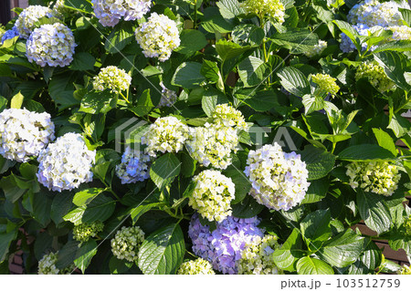 【アジサイ】公園での休憩場所に咲く花 【アジサイ】公園での休憩場所に咲く花 103512759