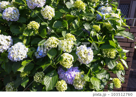 【アジサイ】公園での休憩場所に咲く花 【アジサイ】公園での休憩場所に咲く花 103512760