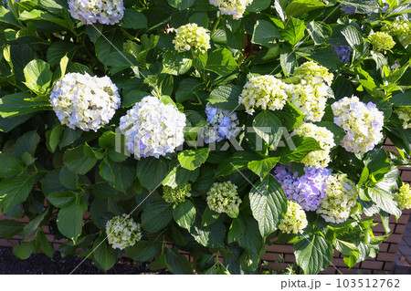【アジサイ】公園での休憩場所に咲く花 【アジサイ】公園での休憩場所に咲く花 103512762