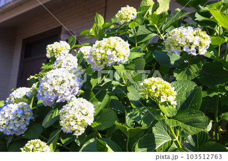 【アジサイ】公園での休憩場所に咲く花 【アジサイ】公園での休憩場所に咲く花 103512763