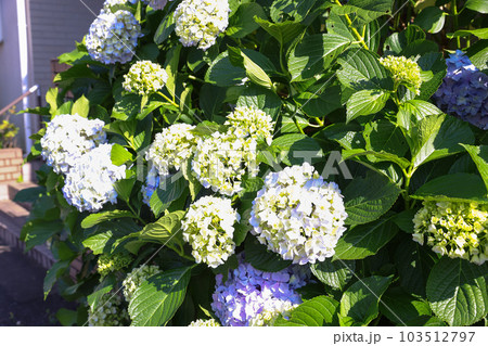 【アジサイ】公園での休憩場所に咲く花 【アジサイ】公園での休憩場所に咲く花 103512797