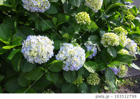 【アジサイ】公園での休憩場所に咲く花 【アジサイ】公園での休憩場所に咲く花 103512799