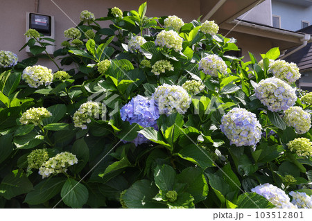 【アジサイ】公園での休憩場所に咲く花 【アジサイ】公園での休憩場所に咲く花 103512801