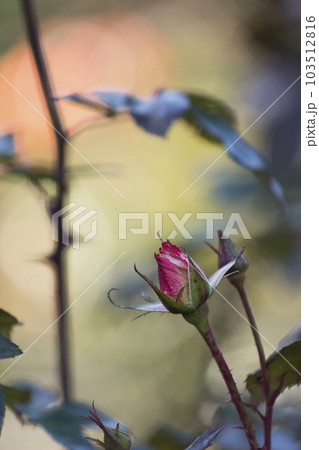 東京　神代植物公園　暖かい春に咲く妖艶なバラ【花・植物】 103512816