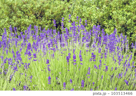 イングリッシュ・ラベンダー 103513466