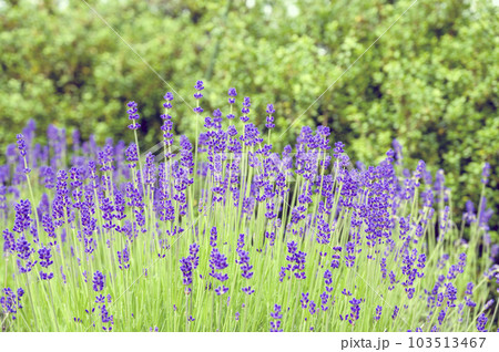 イングリッシュ・ラベンダー イングリッシュ・ラベンダー 103513467