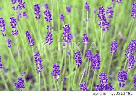 イングリッシュ・ラベンダー イングリッシュ・ラベンダー 103513469