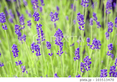 イングリッシュ・ラベンダー イングリッシュ・ラベンダー 103513470