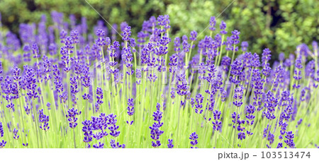 イングリッシュ・ラベンダー イングリッシュ・ラベンダー 103513474