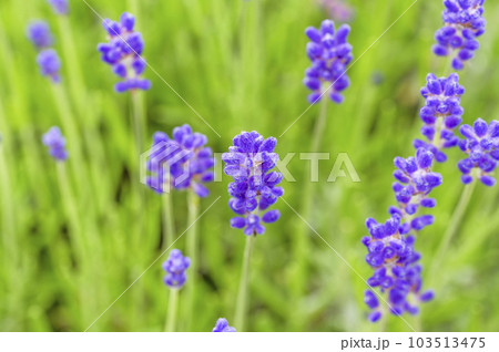 イングリッシュ・ラベンダー イングリッシュ・ラベンダー 103513475