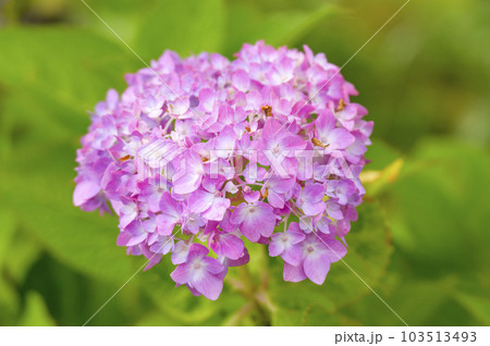 西洋紫陽花 西洋紫陽花 103513493