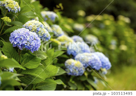 西洋紫陽花 西洋紫陽花 103513495