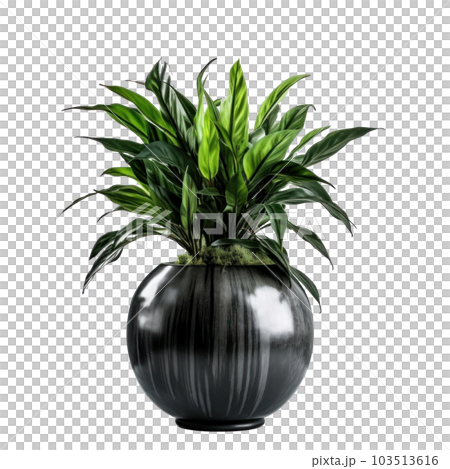 Home plant in flower pot isolated. Illustration AI Generative Home plant in flower pot isolated. Illustration AI Generative 103513616