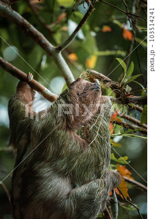 Cute sloth hanging on tree branch. Perfect portrait of wild animal in the Rainforest of Costa Rica scratching the belly, Bradypus variegatus, brown-throated three-toed sloth. 103514241