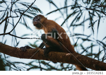White-headed Capuchin, black monkey sitting on tree branch in the dark tropical forest. Wildlife of Costa Rica. Travel holiday in Central America. 103514261