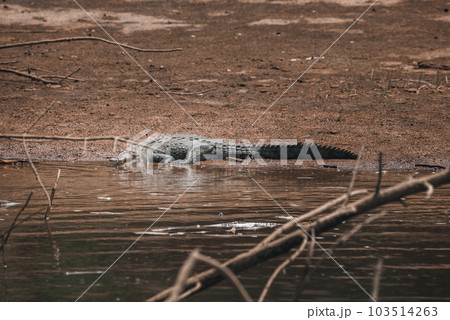 Corcovado National Park, Costa Rica - March, 2023: Landscapes and wildlife in Costa Rica. A closeup photo on a crocodile. 103514263