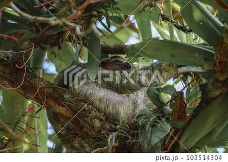 Cute sloth hanging on tree branch. Perfect portrait of wild animal in the Rainforest of Costa Rica scratching the belly, Bradypus variegatus, brown-throated three-toed sloth. 103514304