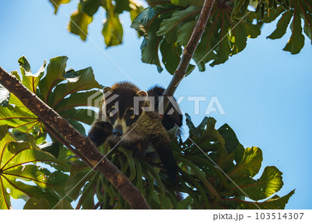White-nosed Coati, Nasua narica, green grass habitat National Park Manuel Antonio, Costa Rica. Animal in the forest. Mammal in the nature .Animal from tropical Costa Rica. Very long tail. 103514307