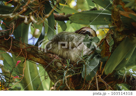 Cute sloth hanging on tree branch. Perfect portrait of wild animal in the Rainforest of Costa Rica scratching the belly, Bradypus variegatus, brown-throated three-toed sloth. Cute sloth hanging on tree branch. Perfect portrait of wild animal in the Rainforest of Costa Rica scratching the belly, Bradypus variegatus, brown-throated three-toed sloth. 103514318
