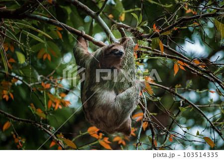 Cute sloth hanging on tree branch. Perfect portrait of wild animal in the Rainforest of Costa Rica scratching the belly, Bradypus variegatus, brown-throated three-toed sloth. 103514335