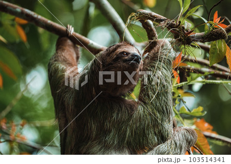Cute sloth hanging on tree branch. Perfect portrait of wild animal in the Rainforest of Costa Rica scratching the belly, Bradypus variegatus, brown-throated three-toed sloth. 103514341