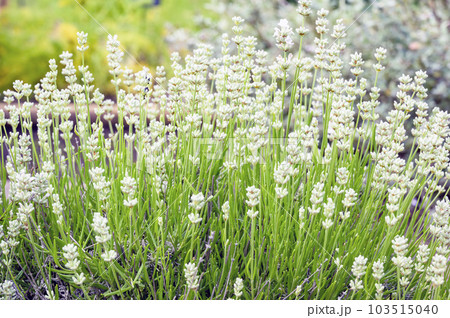 スパイクラベンダー スパイクラベンダー 103515040