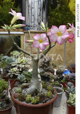 Potted cactus succulent blooming flowers, indoor Potted cactus succulent blooming flowers, indoor 103515190