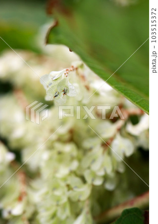 かわいらしい白い小花をたくさん咲かせるイタドリ（マクロレンズ使用・屋外自然光・接写写真） 103515372