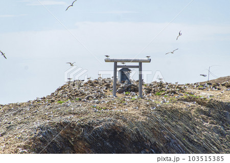 ウミネコの繁殖地経島 103515385