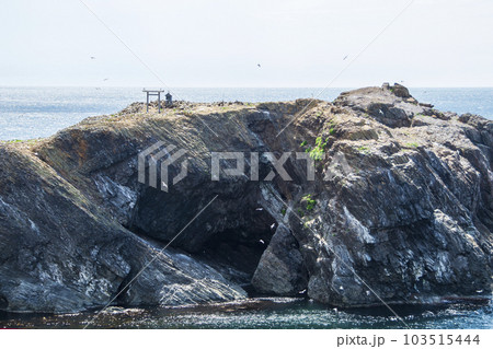 ウミネコの繁殖地、国の天然記念物経島 ウミネコの繁殖地、国の天然記念物経島 103515444