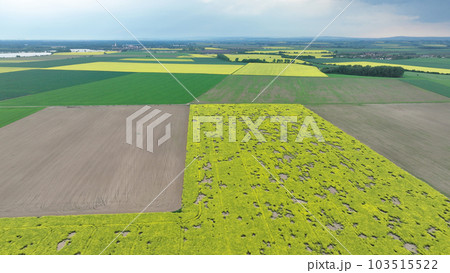 Field vole common Microtus arvalis oilseed disaster extremely attacked rape Brassica napus drone aerial plant infested short-tailed pest rodent grey-brown overpopulation yield damage Europe 103515522