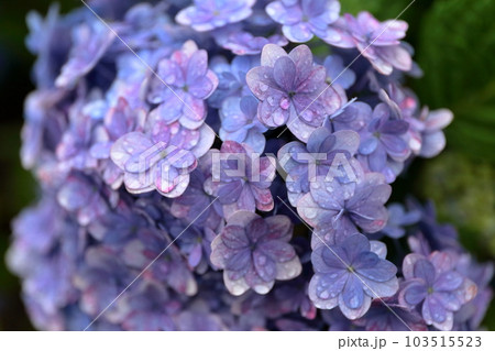 紫陽花 紫陽花 103515523