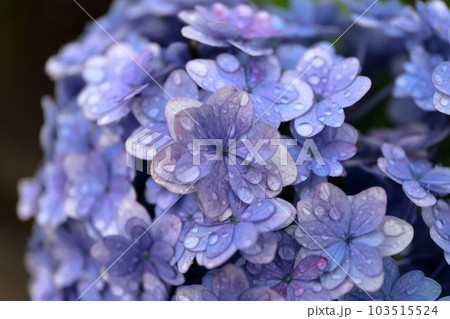 紫陽花 103515524