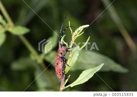 ホシベニカミキリ 103515835