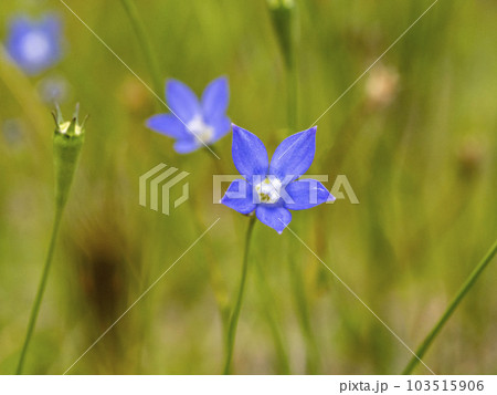 草地に咲いているヒナギキョウの花 103515906