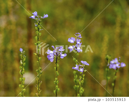 マツバウンランの花 マツバウンランの花 103515913