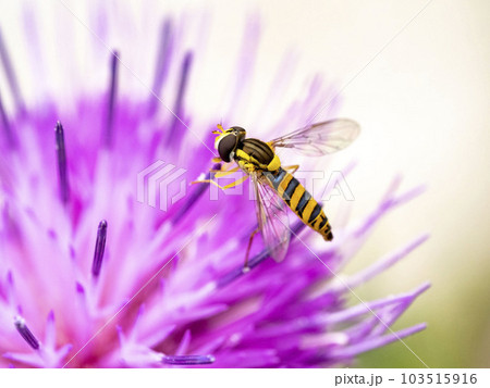 野アザミの花に来たミナミヒメヒラタアブ 103515916
