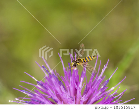 野アザミの花に来たミナミヒメヒラタアブ 103515917