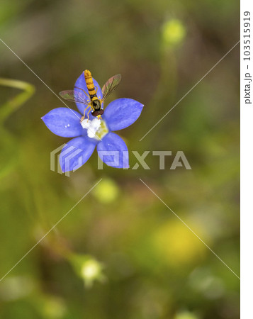 ヒナギキョウの花に来たミナミヒメヒラタアブ 103515919