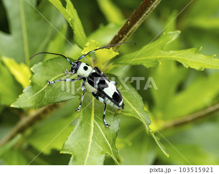 ムクゲの葉の上に居るラミーカミキリ ムクゲの葉の上に居るラミーカミキリ 103515921