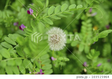 犀川堤のたんぽぽ 103515964