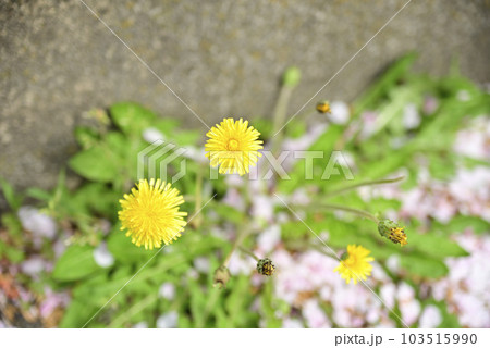犀川堤のたんぽぽ 犀川堤のたんぽぽ 103515990