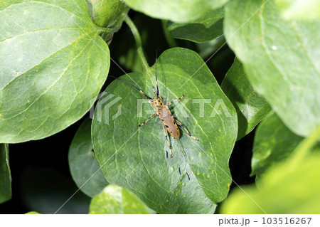 ヤツメカミキリ ヤツメカミキリ 103516267